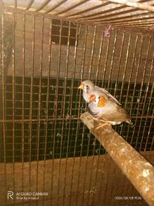 Burung pipit