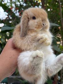 Holland lop