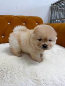 Chow Chow