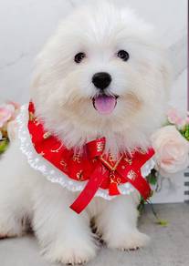 Maltipoo