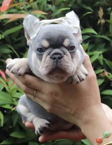 FRENCH BULLDOG PUPPIES🌻VIP04 Lilac Tan Girl