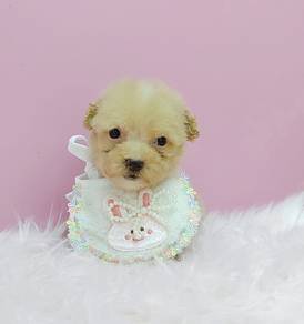Poodle