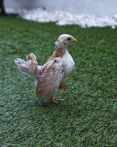 Ayam serama