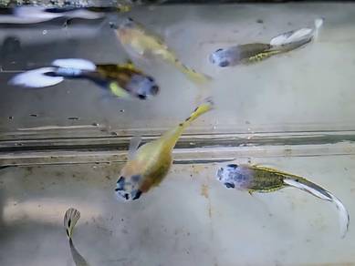 rare guppy