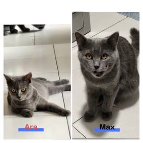bsh for rehome