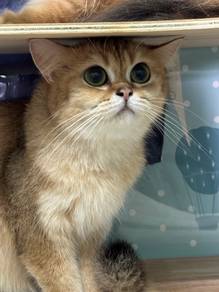 British Golden Shorthair - Rehome