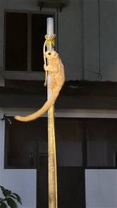 sugar glider
