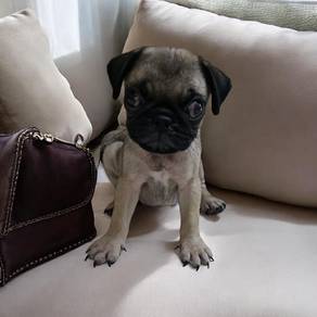 Pug
