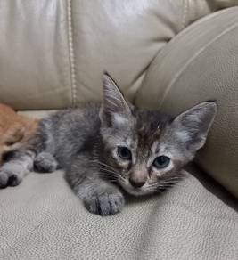 free kitten for adoption
