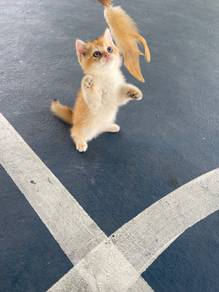 British Short Hair Golden