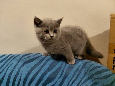 BSH Kitten for Sale