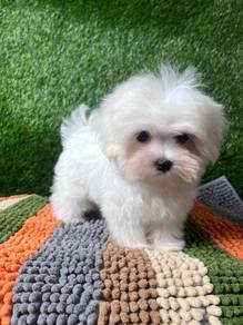 G5G627 Tiny Maltese puppies MKA reg 2mo