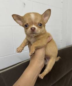CHIHUAHUA PUPPIES 201🌷Head Apple Cute Dog