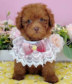 Toy Poodle