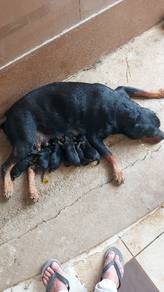 Rottweiler puppies 