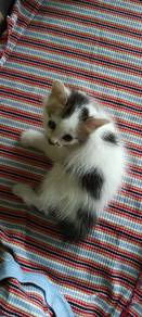 adoption kitten 