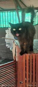 fmale cat