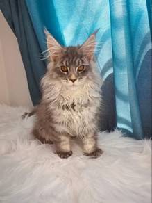Mainecoon