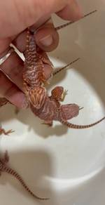 Bearded Dragon 