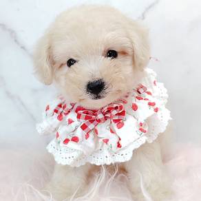 Poodle