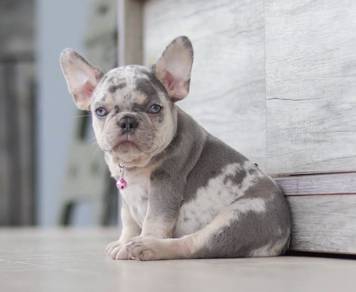 FRENCH BULLDOG PUPPIES 🌻VIP140 Girl