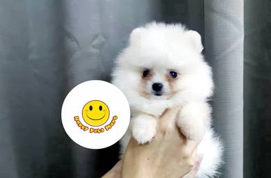 GGY-5001 #MKA reg. teacup Pomeranian puppy