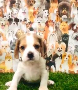 Beagle puppy good quality