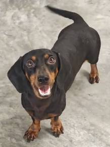 Pair of Dachshund for sales