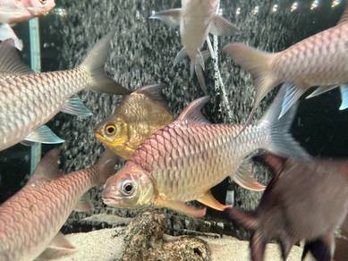 Ikan Krai Kunyit