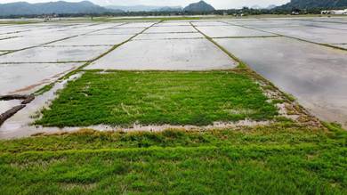 Agricultural Land in Kangar, PLS