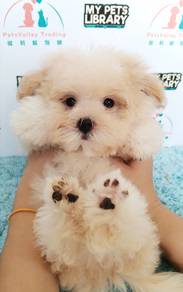 Maltipoo