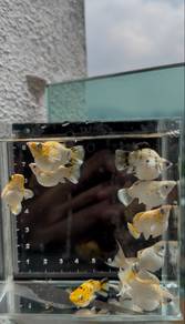 Molly fish