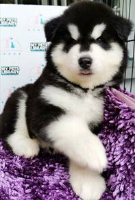 Wooly Huksy