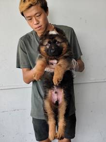 AAA Big Bone German Sherpherd Puppy