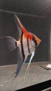 rio Manacapuru red back 