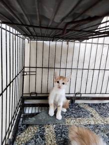 Kucing untuk dilepaskan