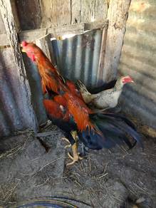 ayam kampung 