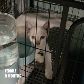 Cat Free Adoption / Kucing Percuma