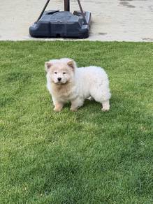 Pure Chow chow puppy