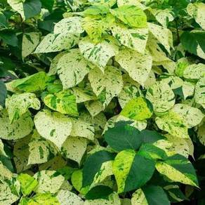 Acalypha Wilkesiana 'Java White'