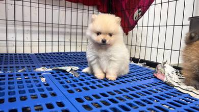Pomeranian Cream