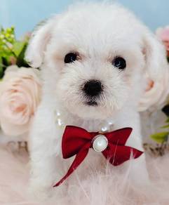 Bichon