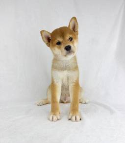 Shiba Inu Puppies - Male