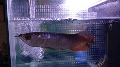 arowana mgbb
