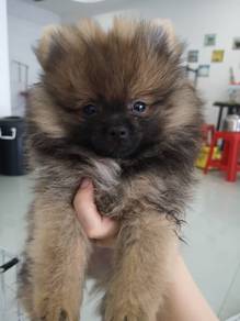 Pomeranian puppies