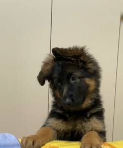 German Shepherd