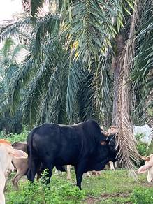lembu jantan