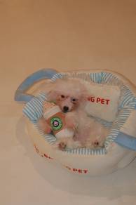 J0825 Poochon happy little puppy