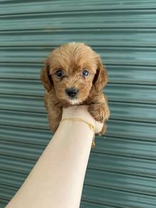 cockapoo