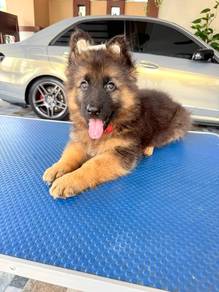 German shepherd puppies 